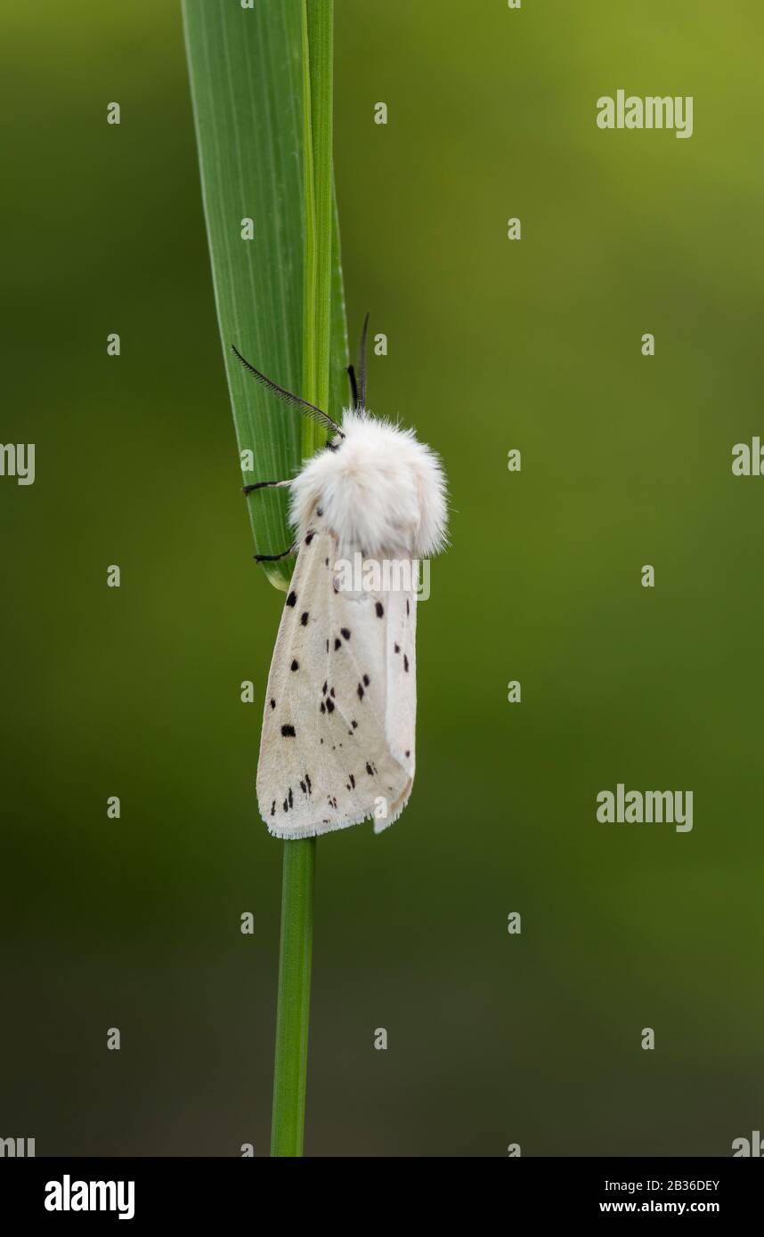 White ermine moth Spilosoma lubricipeda, resting on a grass stem, Stock Photo