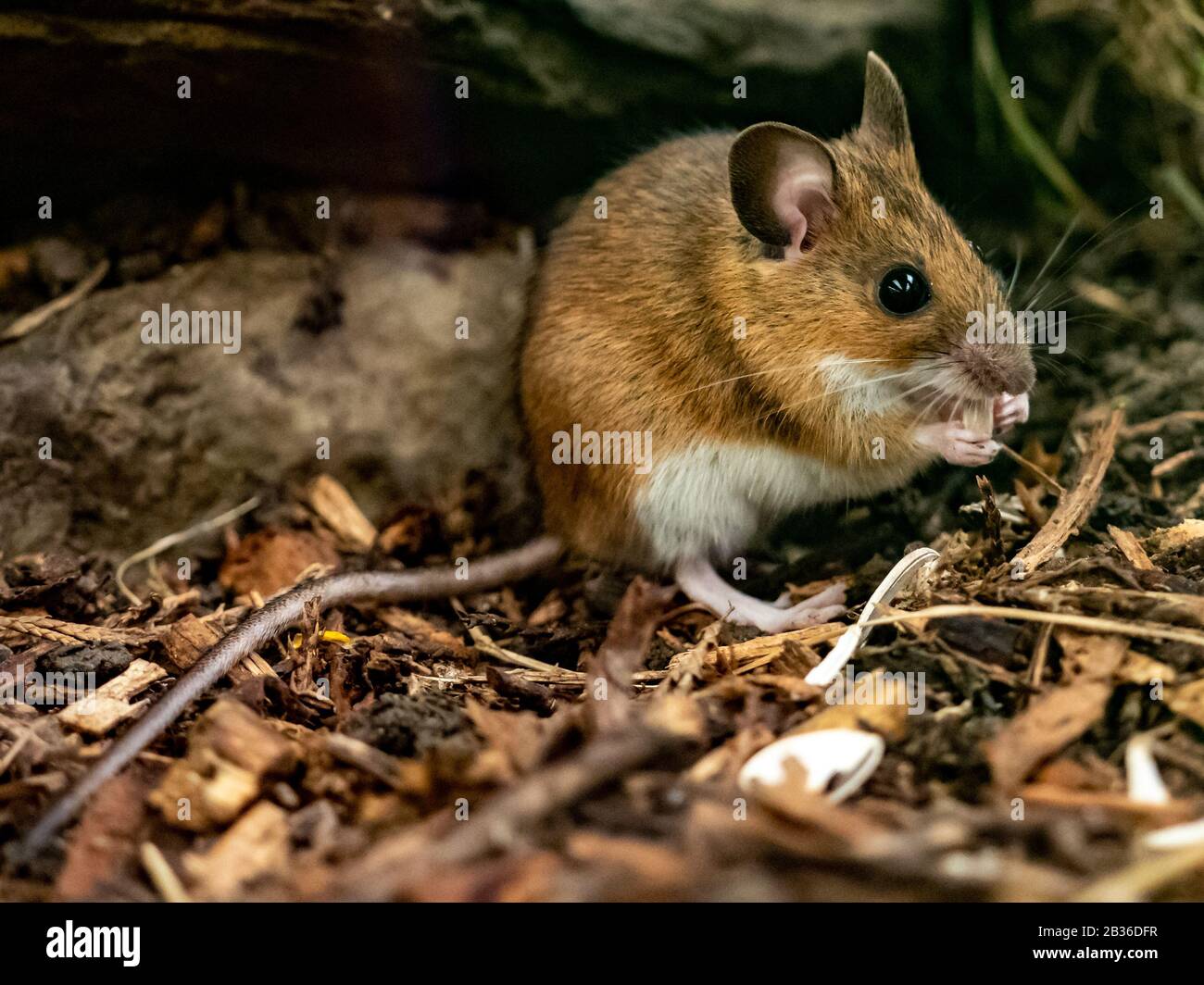 Yellow necked mouse (Apodemus flavicollis) Stock Photo