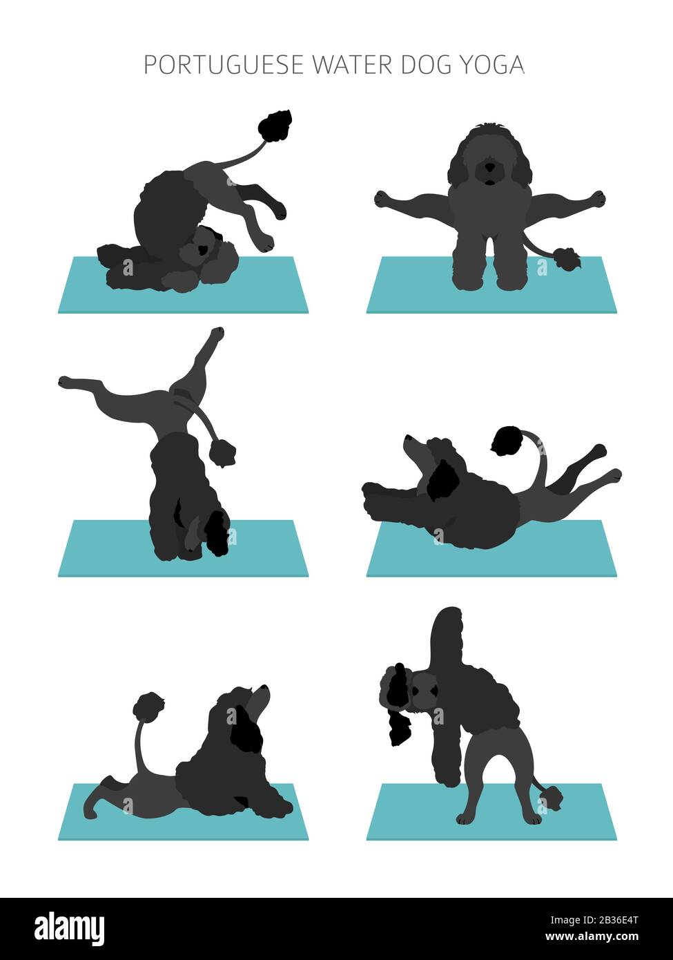 Yoga dogs poses and exercises poster design. Portuguese water dog