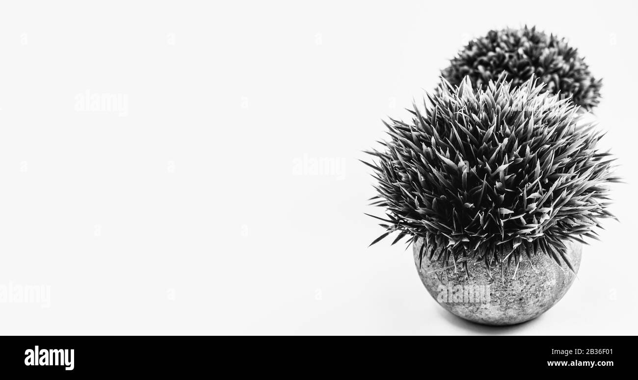 Potted plants Black and White Stock Photos & Images - Alamy