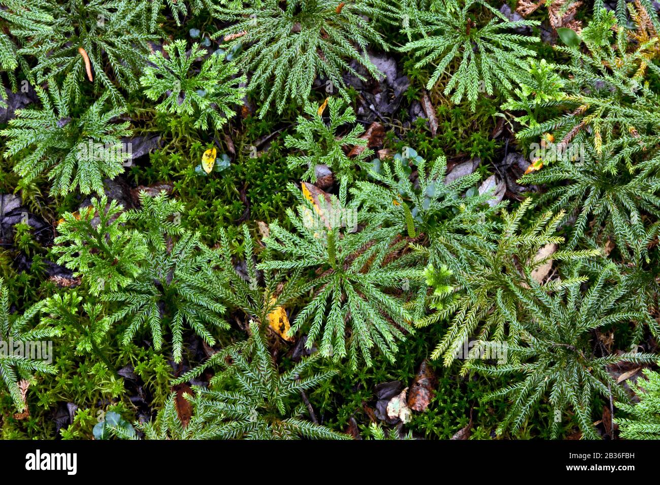 Southern Running-Pine, Diphasiastrum digitatum, growing n Sphagnum Moss in Pennsylvania's Pocono Mountains. Stock Photo
