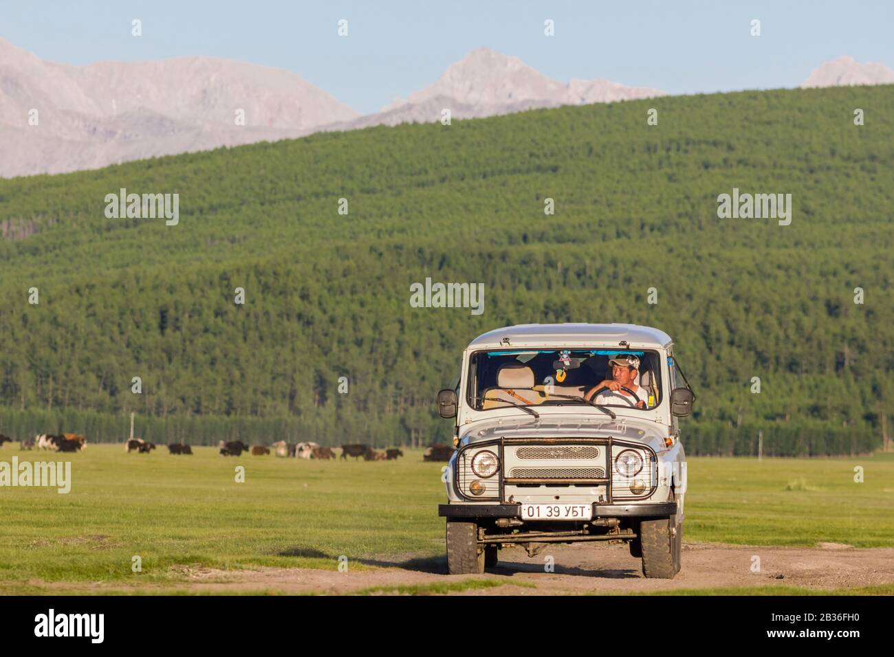 Mongolia, Khovsgol province, forest and mountain landscape near Ulaan Uul, driver in a Russian jeep UAZ 469 Stock Photo