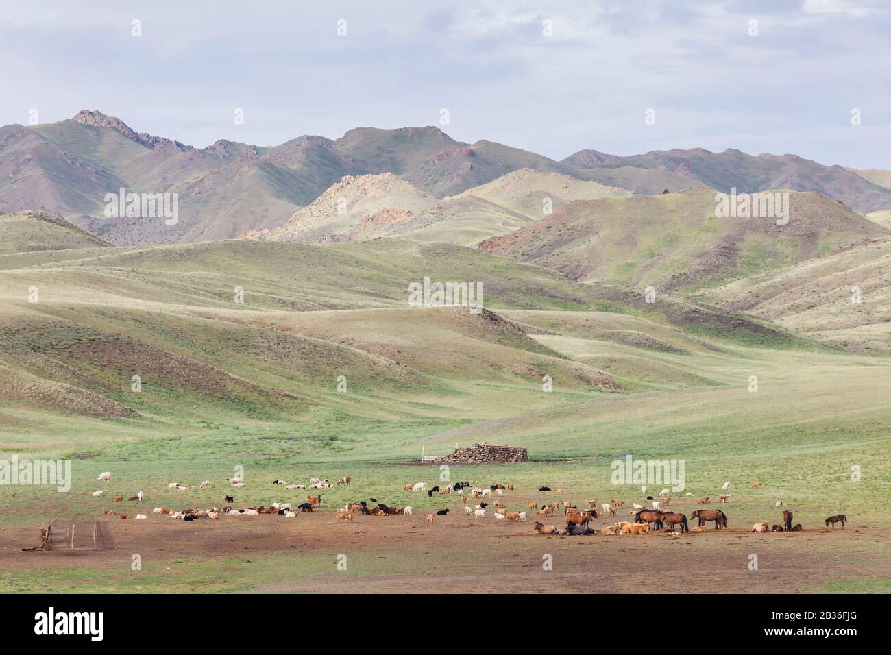 Mongolia, Omnogovi province, near Dalanzadgad, herd of goats, sheep and horses in the grassy steppe Stock Photo
