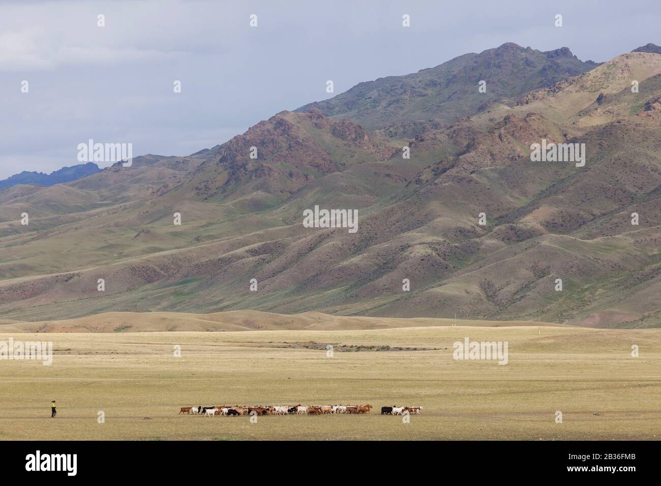 Mongolia, Omnogovi province, near Dalanzadgad, young shepherd and herd of goats in the grassy steppe Stock Photo