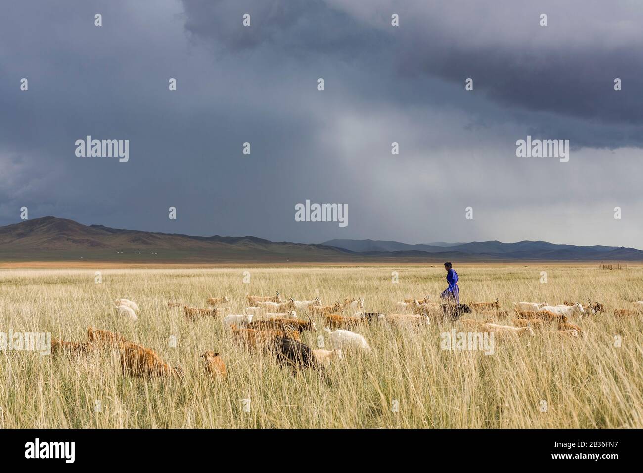 Mongolia goat herder hi-res stock photography and images - Alamy