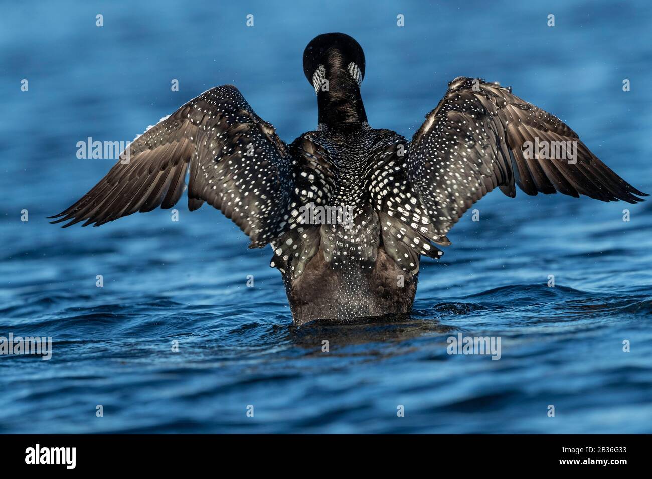 United States, Michigan, Common Loon (Gavia immer), wing flapping on a