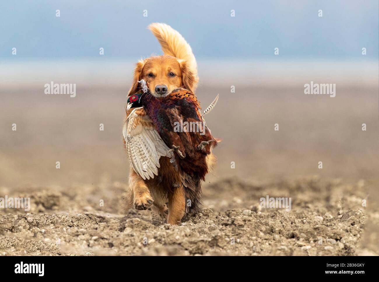 Big bird pheasant hi-res stock photography and images - Page 2 - Alamy
