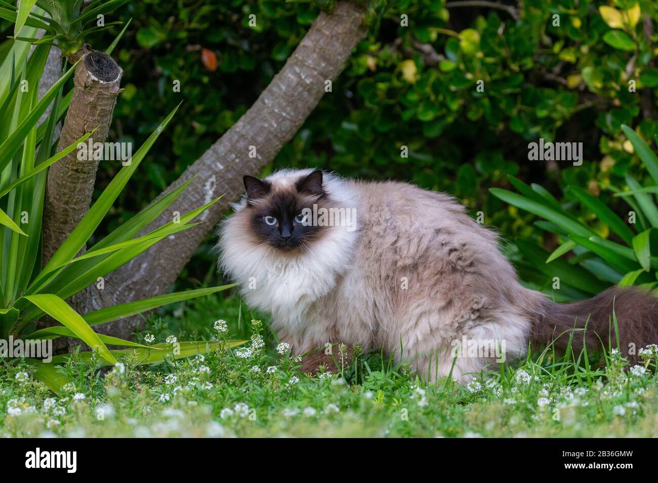 France Finistere Domestic Cat No Purebred A Little Siamese Looks Like A Burmese Cat Stock Photo Alamy