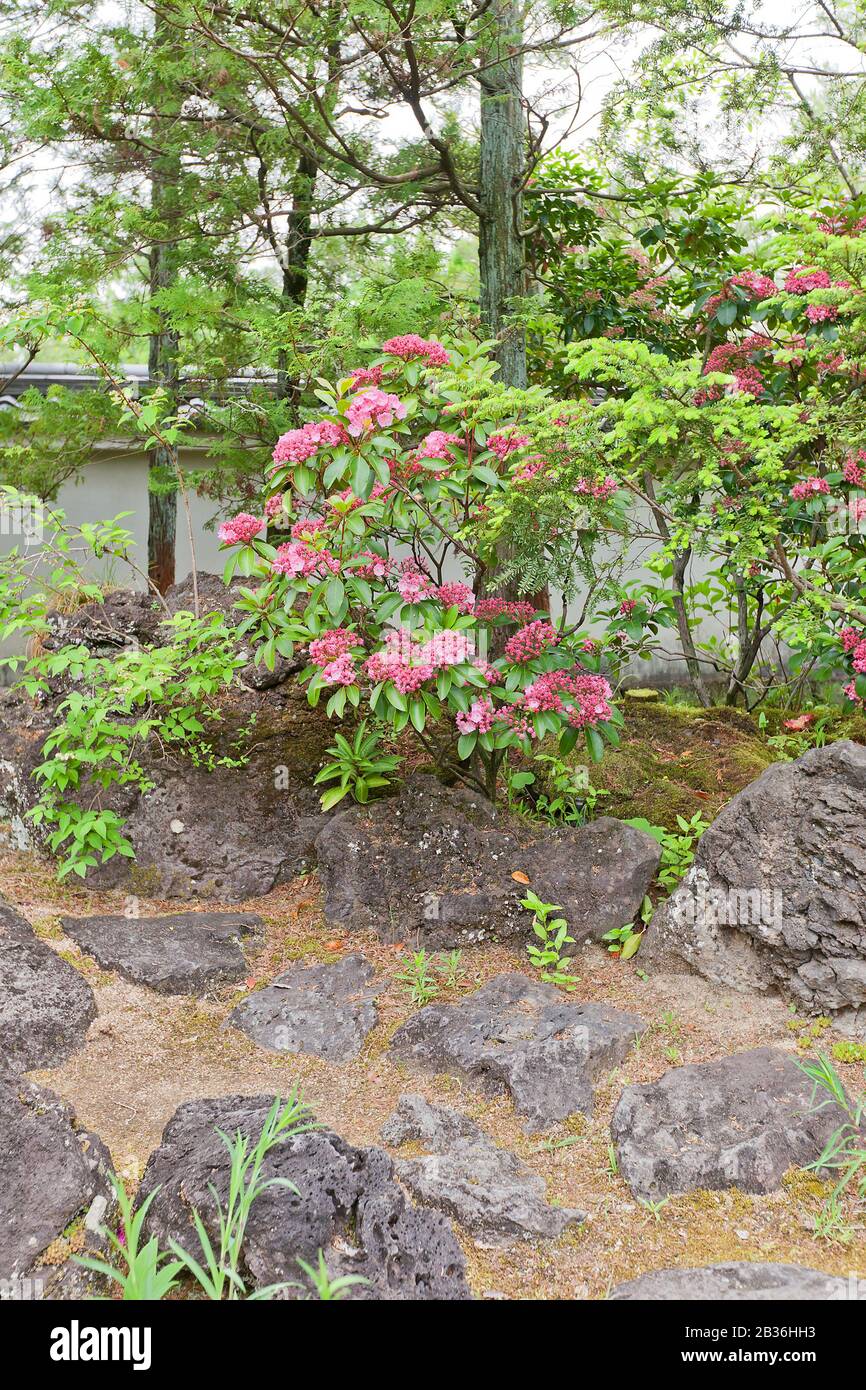 Blooming bush in Kokoen Garden near Himeji castle, Japan. Garden was laid out in 1992 to commemorate 100 anniversary of Himeji city Stock Photo