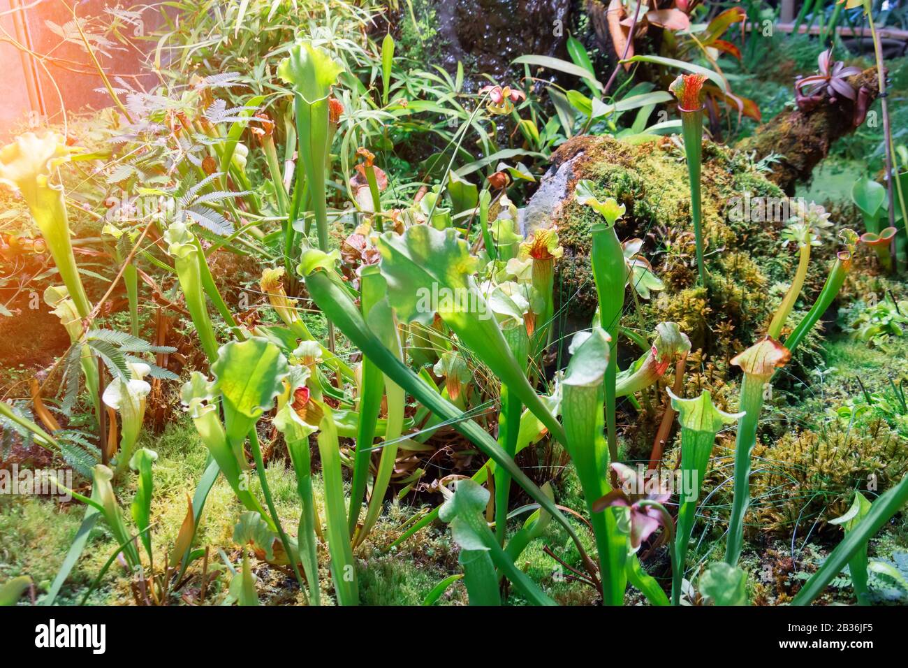Sarracenia insect eating plant growing in garden Stock Photo