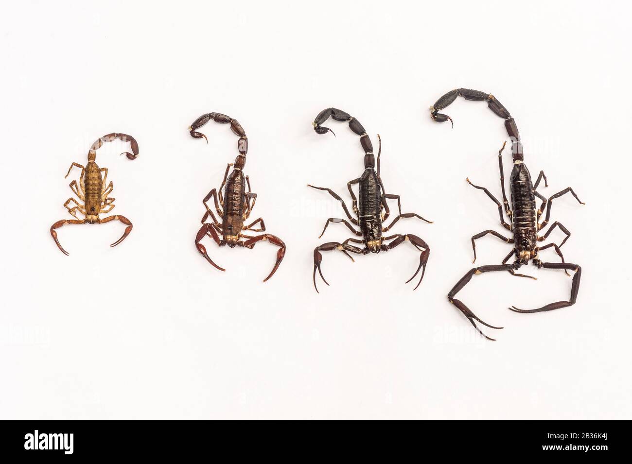 France, French Guiana, unexplored area on the border between the heart of the Amazonian Park of French Guiana and the Trinity National Nature Reserve, end of the dry season, scientific multidisciplinary inventory mission Haut Koursibo, family of scorpions Tityus obscurus (male, female and two juveniles) Stock Photo