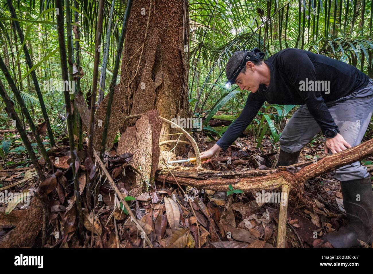 France, French Guiana, unexplored area on the border between the heart of the Amazonian Park of French Guiana and the Trinity National Nature Reserve, end of the dry season, scientific multidisciplinary inventory mission Haut Koursibo, a herpetologist inventories the tropical undergrowth Stock Photo