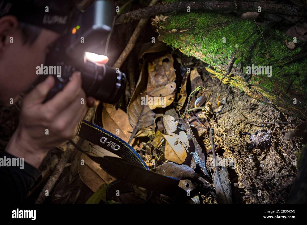 France, French Guiana, unexplored area on the border between the heart of the Amazonian Park of French Guiana and the Trinity National Nature Reserve, end of the dry season, scientific multidisciplinary inventory mission Haut Koursibo, a herpetologist photographs a female scorpion Brotheas granulatus carrying its young on its back, found in an old stump in the tropical undergrowth Stock Photo