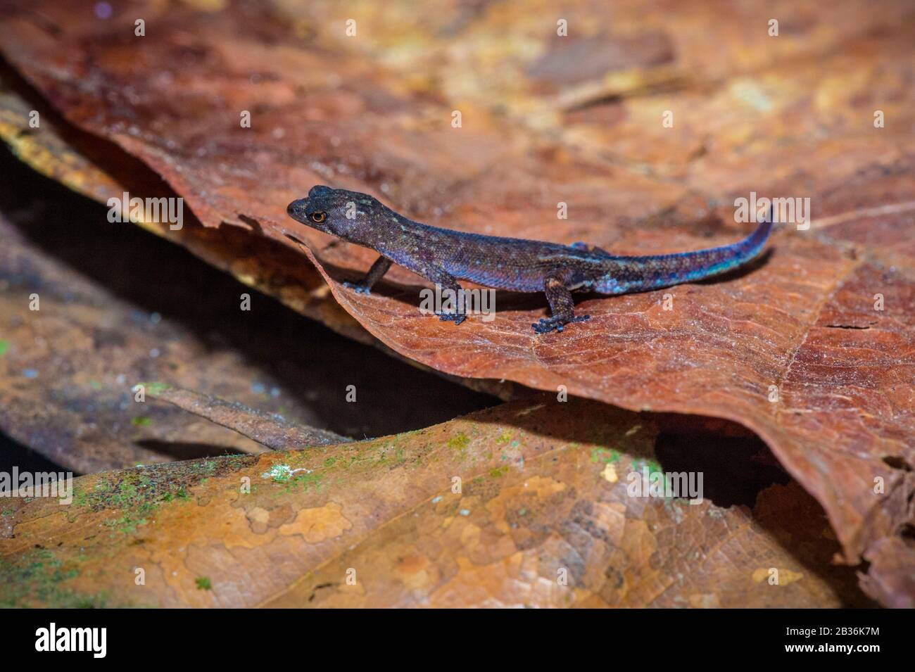 France, French Guiana, unexplored area on the border between the heart of the Amazonian Park of French Guiana and the Trinidad National Nature Reserve, end of the dry season, scientific multidisciplinary inventory mission Haut Koursibo, Dwarf Gecko from Amazonia (Chatogekko amazonicus) on the dead leaves of the tropical undergrowth litter Stock Photo