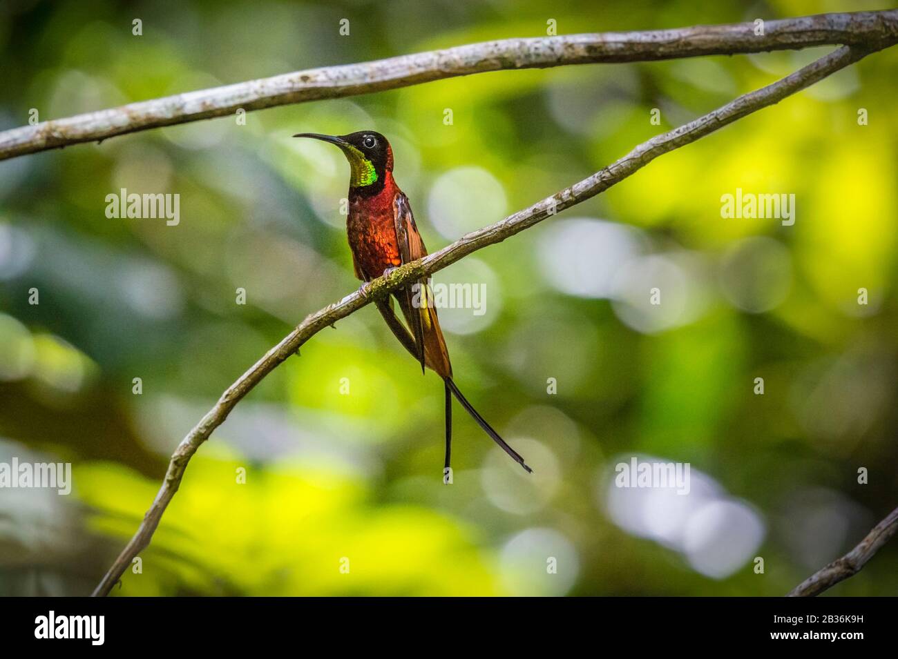 Guyana hummingbird hi-res stock photography and images - Alamy