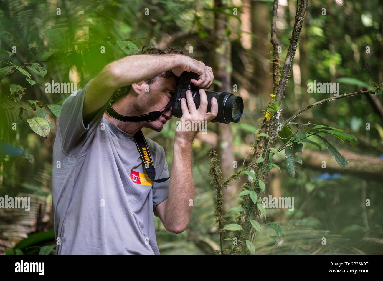 France, French Guiana, unexplored area on the border between the heart of the Amazonian Park of French Guiana and the Trinity National Nature Reserve, end of the dry season, scientific multidisciplinary inventory mission Haut Koursibo, botanist photographing an Erycina pusilla, epiphytic plant Stock Photo