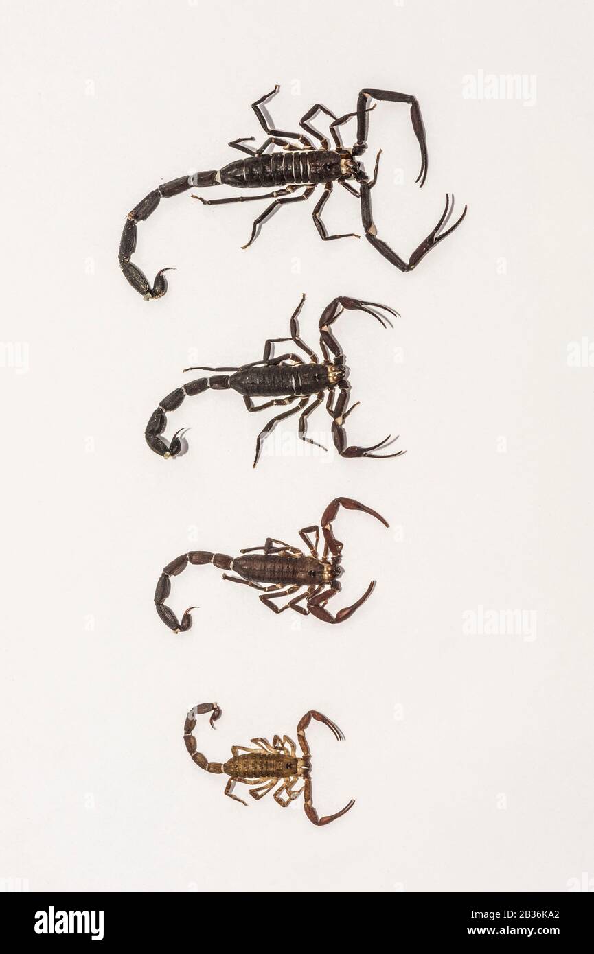 France, French Guiana, unexplored area on the border between the heart of the Amazonian Park of French Guiana and the Trinity National Nature Reserve, end of the dry season, scientific multidisciplinary inventory mission Haut Koursibo, family of scorpions Tityus obscurus (male, female and two juveniles) Stock Photo