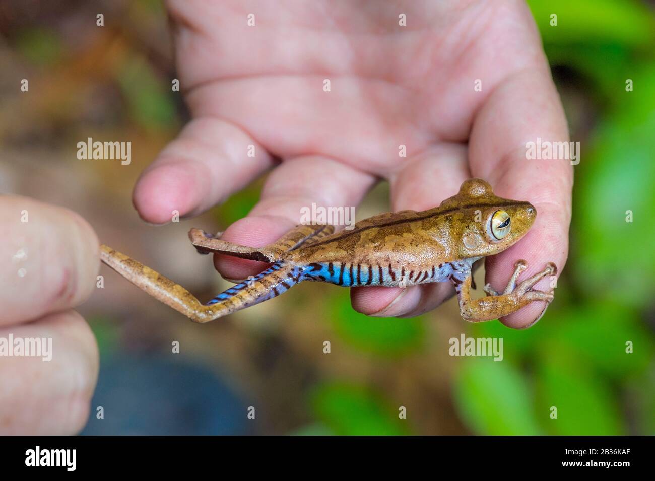 France, French Guiana, unexplored area on the border between the heart of the Amazonian Park of French Guiana and the Trinity National Nature Reserve, end of the dry season, scientific multidisciplinary inventory mission Haut Koursibo, herpetologist studying a flanked tree frog punctuated or Günther's tree frog (Boana fasciata) Stock Photo