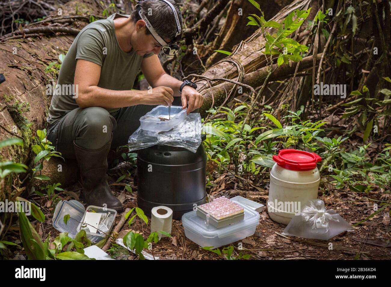 France, French Guiana, unexplored area on the border between the heart of the Amazonian Park of French Guiana and the Trinité national nature reserve, end of the dry season, scientific multidisciplinary Haut Koursibo inventory mission, fixing of a tree frog in punctate flanks or Günther's tree frog (Boana fasciata) by a herpetologist for scientific study Stock Photo