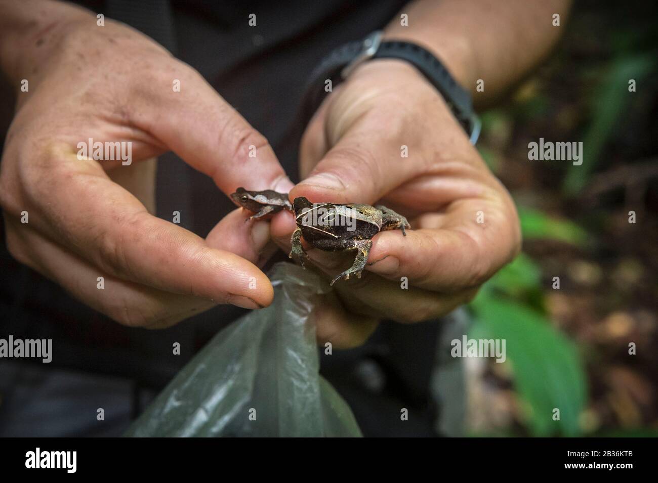 France, French Guiana, unexplored area on the border between the heart of the Amazonian Park of French Guiana and the Trinité national nature reserve, end of the dry season, scientific multidisciplinary inventory mission Haut Koursibo, Toad of Lescure (Rhinella lescurei ) in the hands of a herpetologist, first proof of the most western presence of French Guiana for this species Stock Photo
