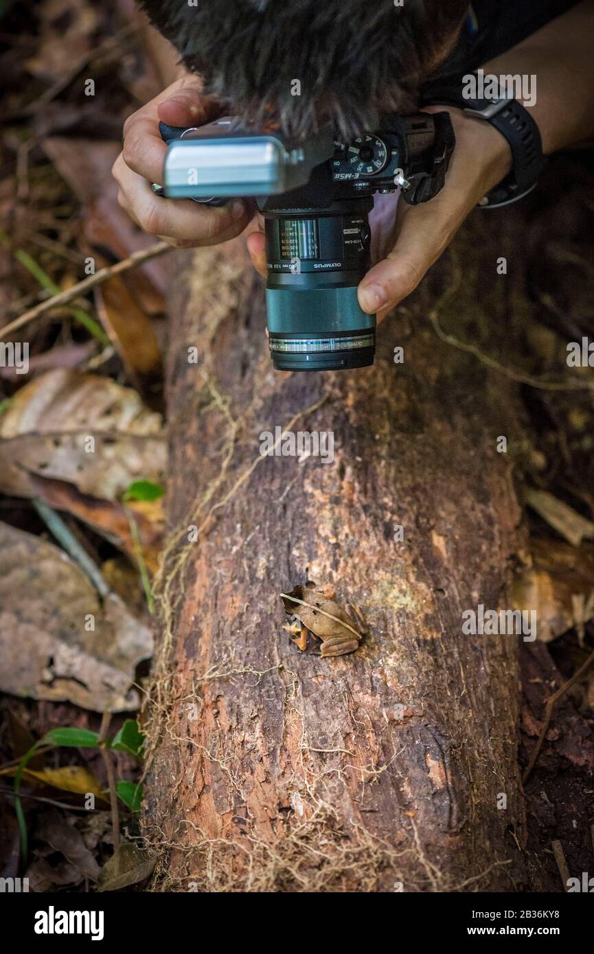 France, French Guiana, unexplored area on the border between the heart of the Amazonian Park of French Guiana and the Trinity National Nature Reserve, end of the dry season, scientific multidisciplinary inventory mission Haut Koursibo, herpetologist photographing a Toad of Lescure (Rhinella lescurei), first proof of the most western presence of French Guiana for this species Stock Photo