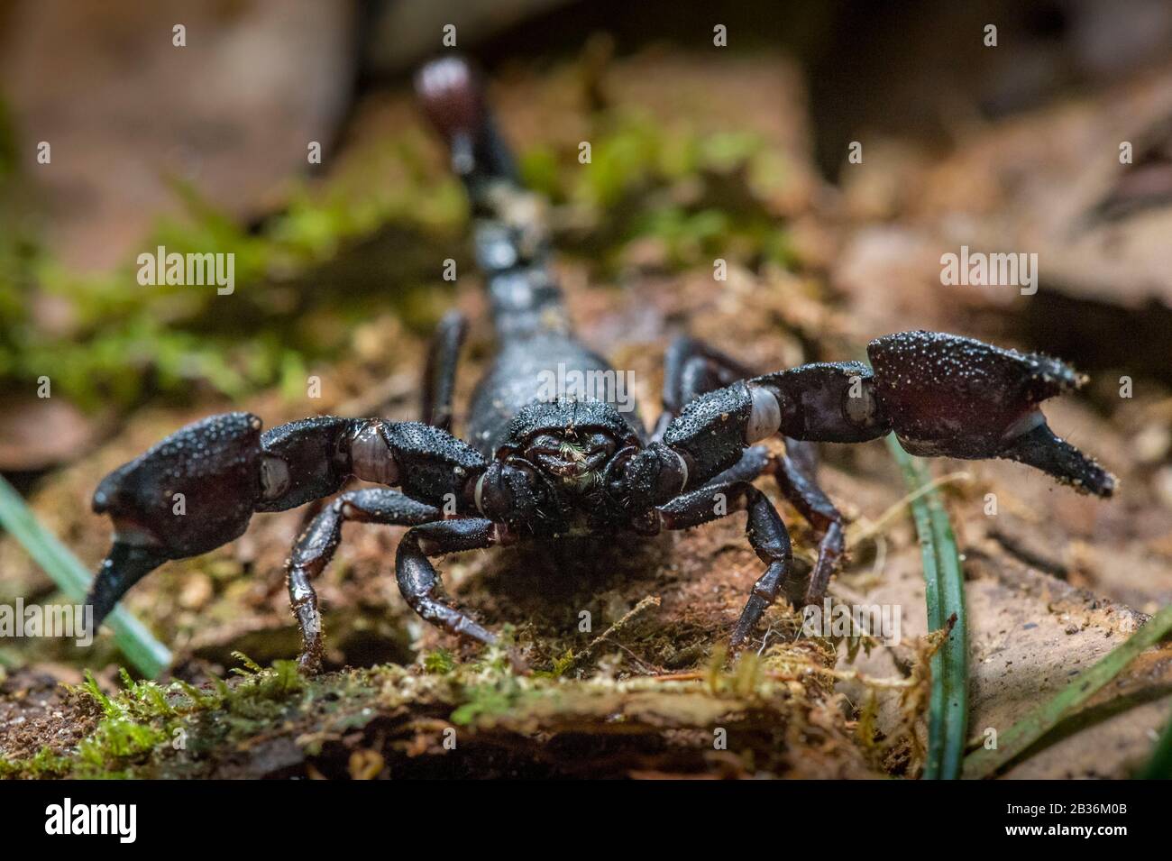 France, French Guiana, unexplored area on the border between the heart of the Amazonian Park of French Guiana and the Trinity National Nature Reserve, end of the dry season, scientific multidisciplinary inventory mission Haut Koursibo, scorpion Brotheas granulatus Stock Photo