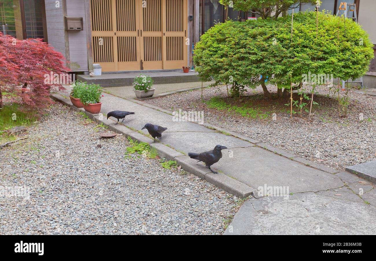 Three raven in Hachiman Shinto Shrine on the grounds of Kubota Castle, Akita, Japan. Raven is treated as a sacred bird and gods messenger in Shinto Stock Photo