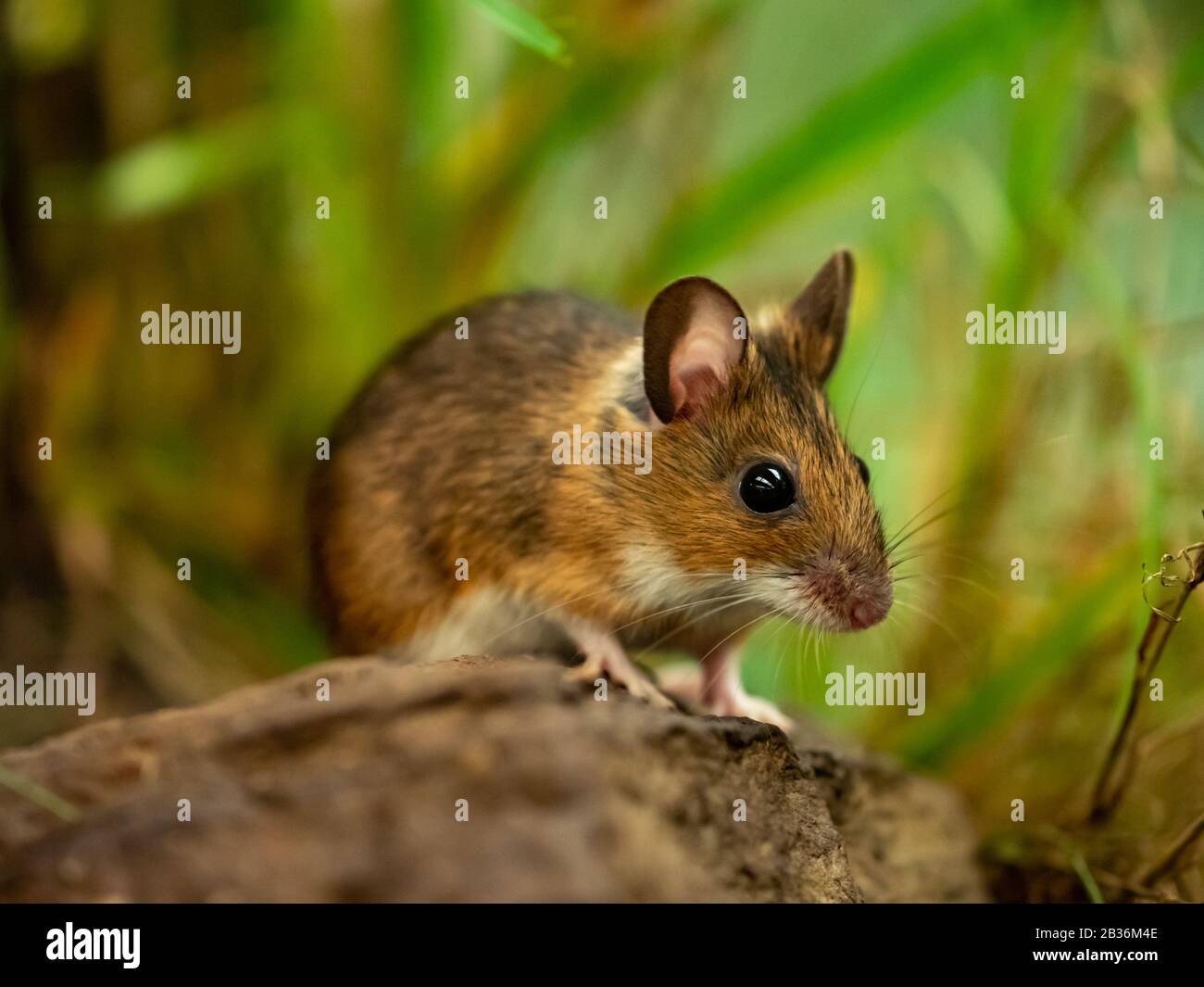 Yellow necked mouse (Apodemus flavicollis) Stock Photo