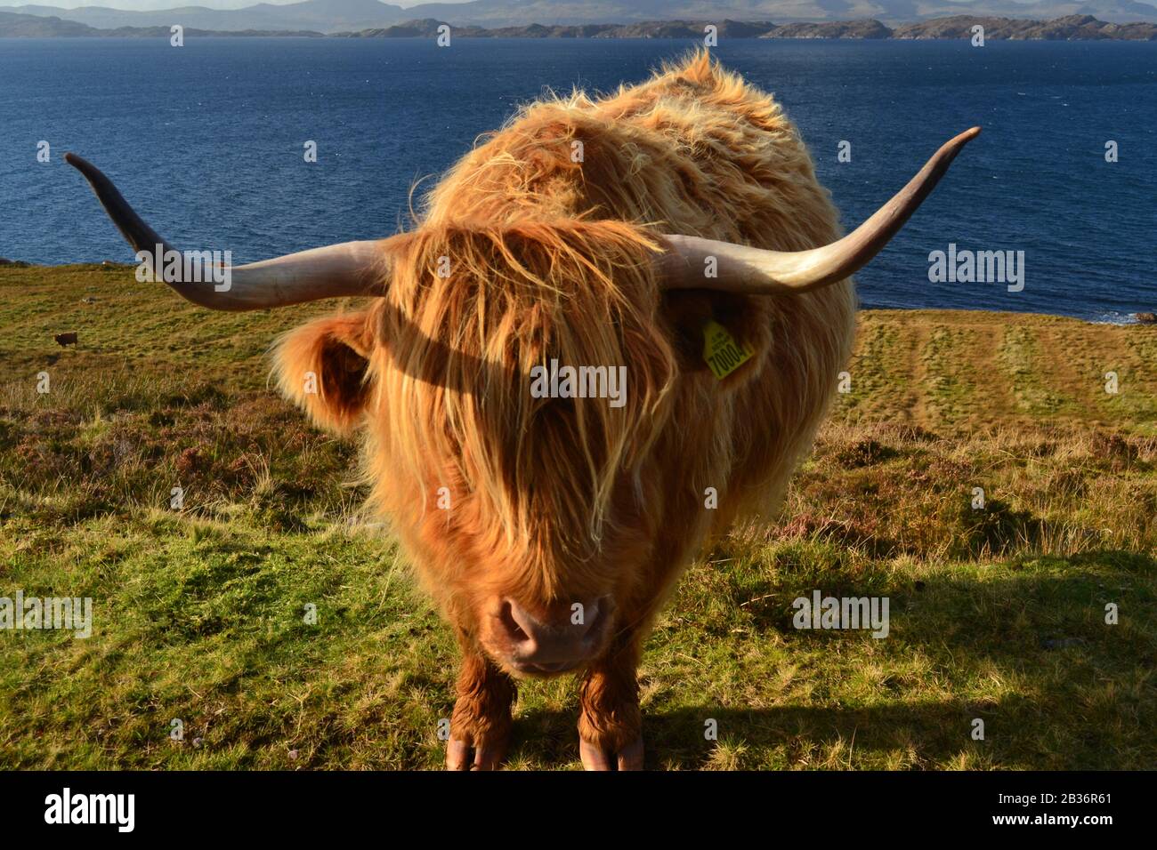 Highland Cow (Heilan Coo) Applecross Peninsula, Highland Scotland Stock Photo