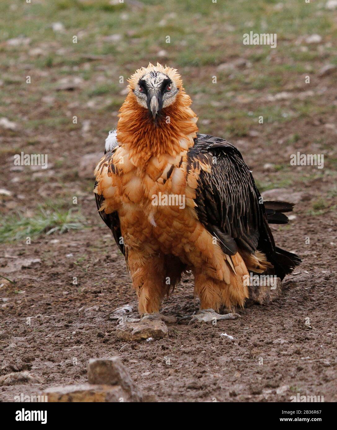 Bearded Vulture Lammergeier Gypaetus Barbatus Lammergeyer Found bearded-vulture-lammergeier-gypaetus-barbatus-lammergeyer-found
