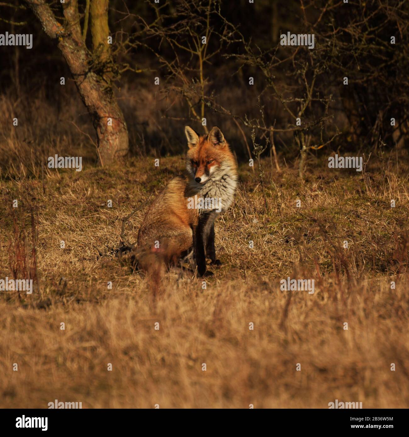 Hi Fall Fox Fox in autumn national hi-res stock photography and images - Alamy