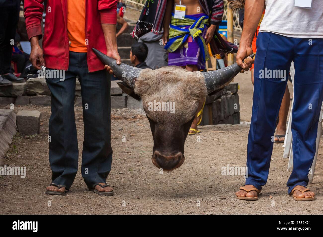 Gayal hi-res stock photography and images - Alamy Gayal hi-res stock photography and images - Alamy