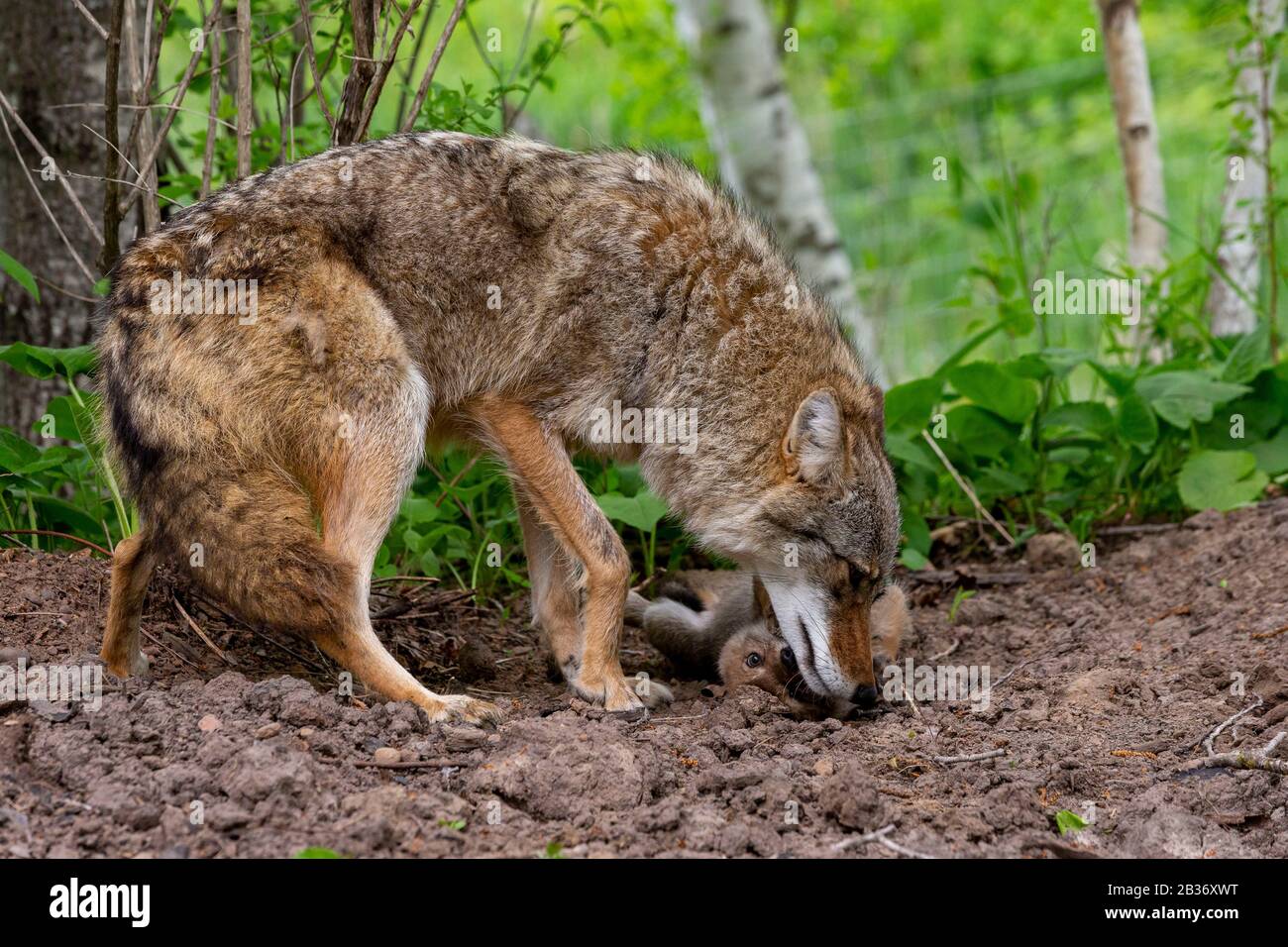 United States, Minnesota, Coyote (Canis latrans), Adult with young