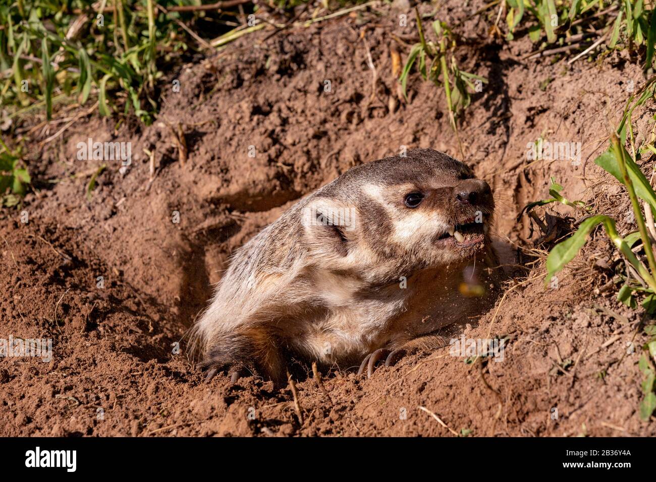 United States, Minnesota, American badger (Taxidea taxus), captive ...
