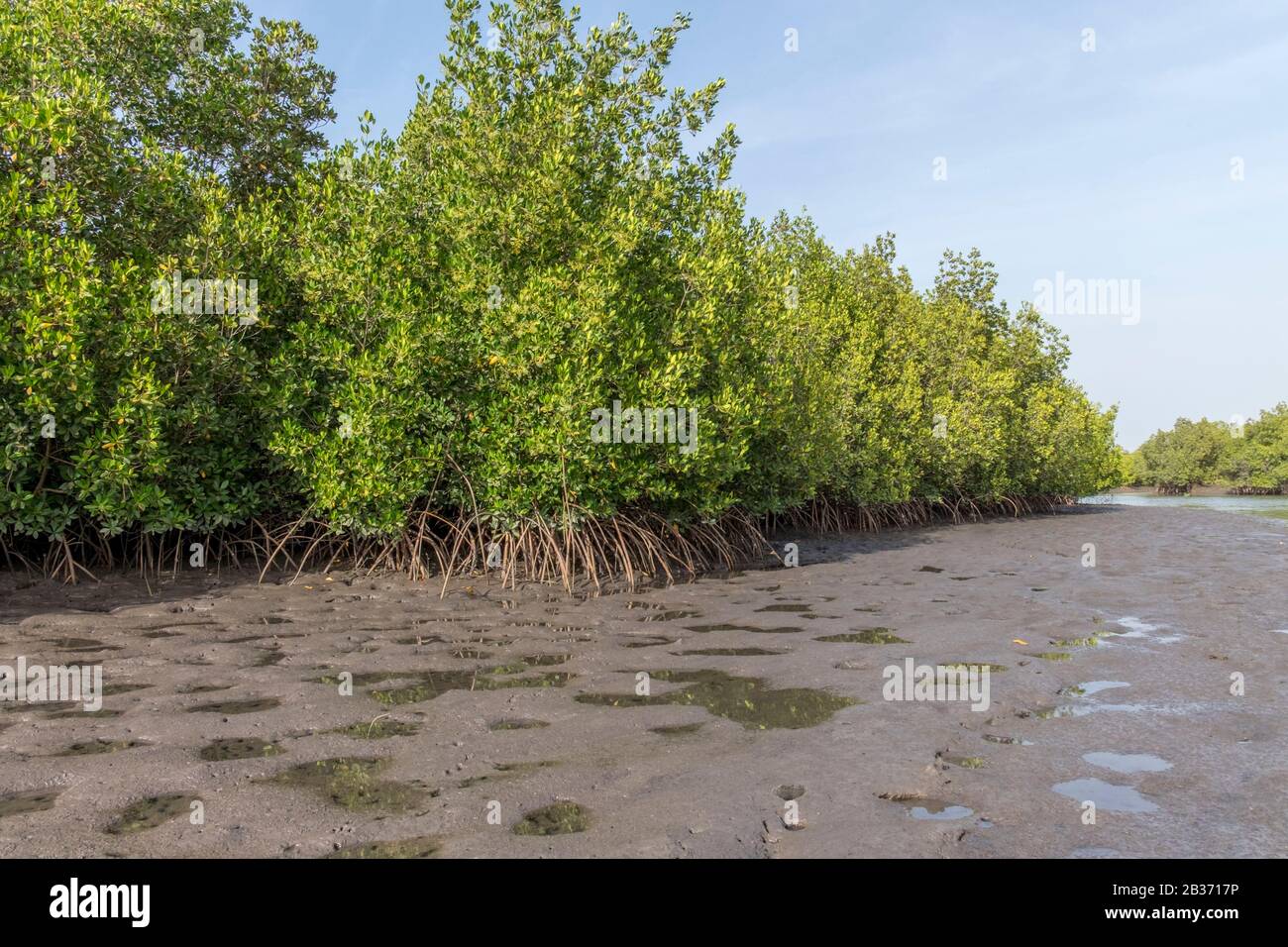 Senegal Casamance Mangrove Stock Photo Alamy