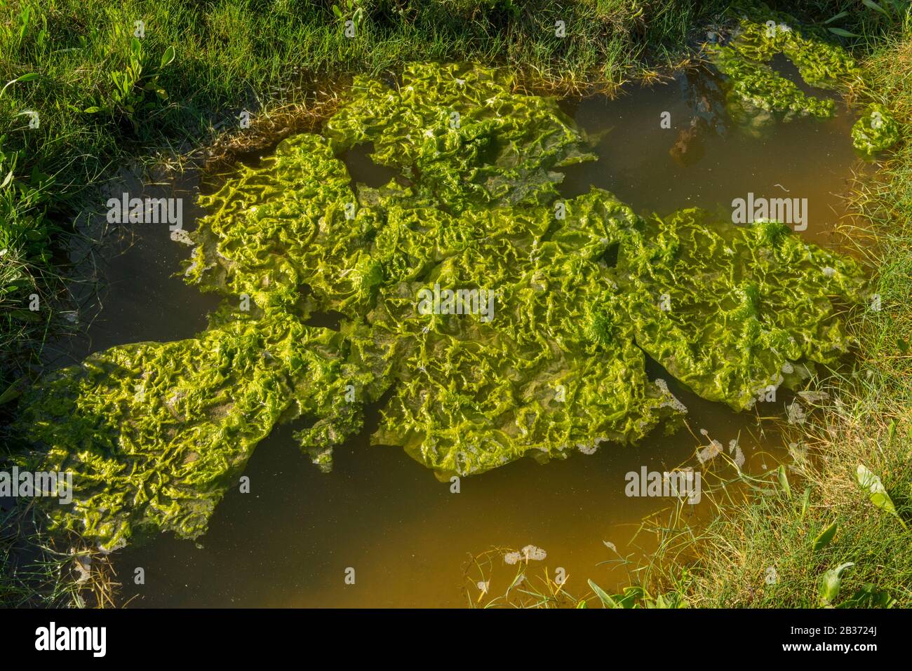 France, Somme (80), Baie de Somme, Saint-Valery-sur-Somme, Cap Hornu, Ulva lactuca, Sea lettuce, is a species of green seaweed Stock Photo