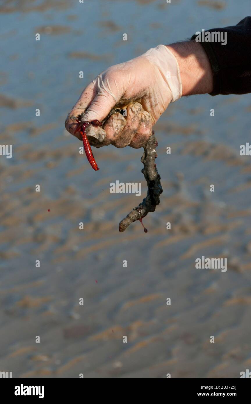 https://c8.alamy.com/comp/2B3725J/france-somme-80-authie-bay-fort-mahon-sand-worms-arenicola-arenicola-marina-are-harvested-to-serve-as-bait-for-fishermen-a-worm-pump-is-used-for-this-once-it-has-caught-the-worm-the-fisherman-presses-it-between-the-fingers-to-extract-the-casings-the-worm-can-then-be-kept-for-a-week-2B3725J.jpg