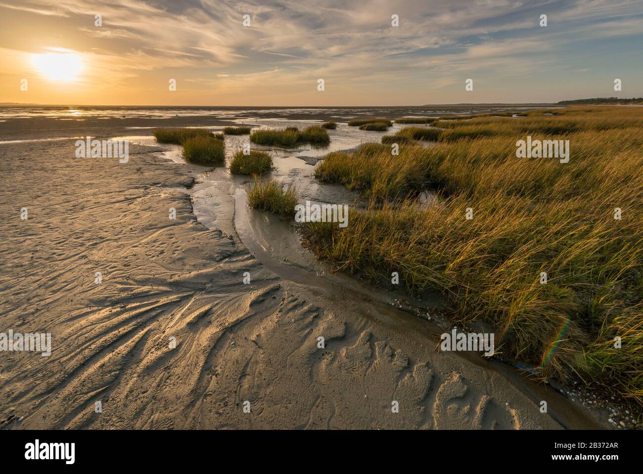 France, Somme (80), Baie de Somme, Le Crotoy, Twilight over the tufts of spartine which illustrate the progressive silting up of the Baie de Somme (colonizing plant) Stock Photo