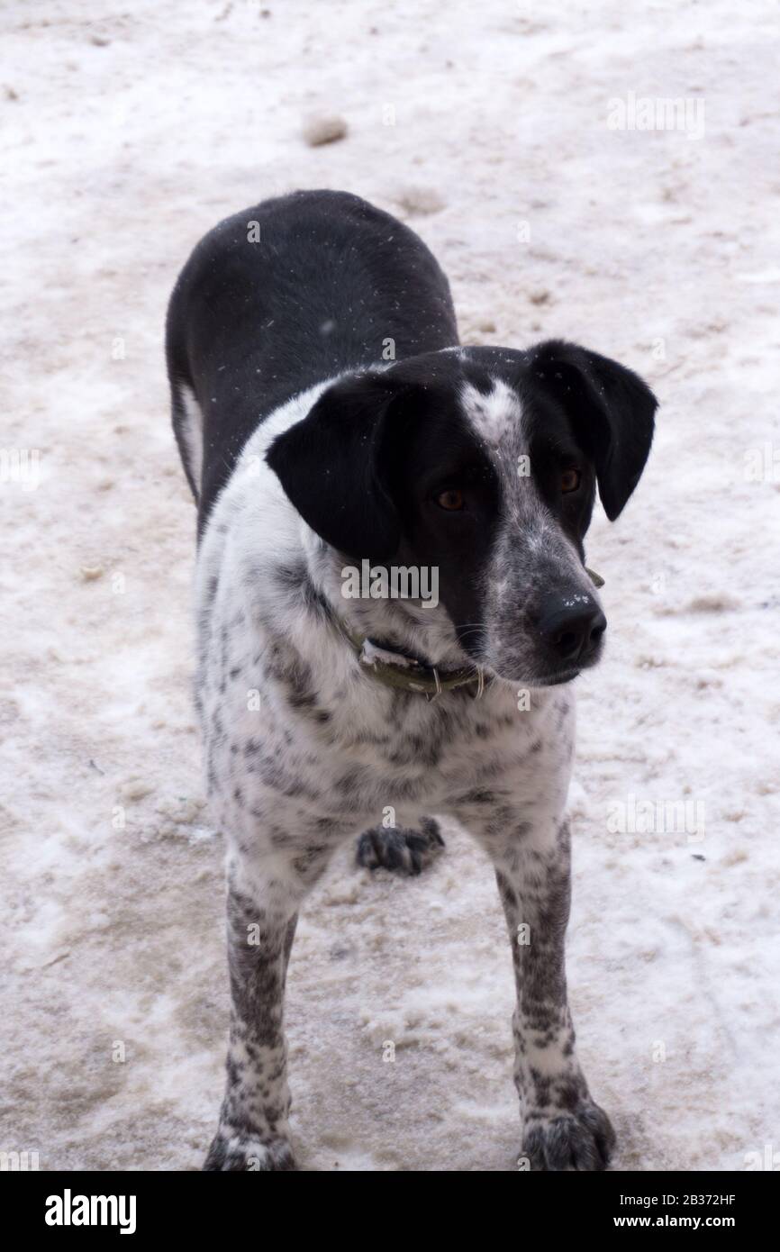 Silverone stabyhoun dog isolated on a white background Stock Photo - Alamy