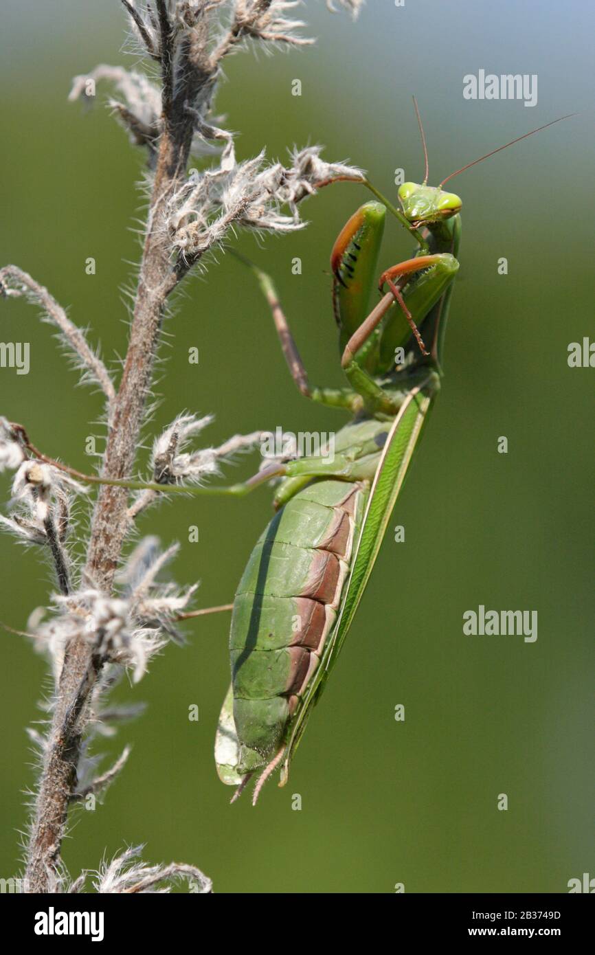 Gottesanbeterin (mantis religiosa) Stock Photo