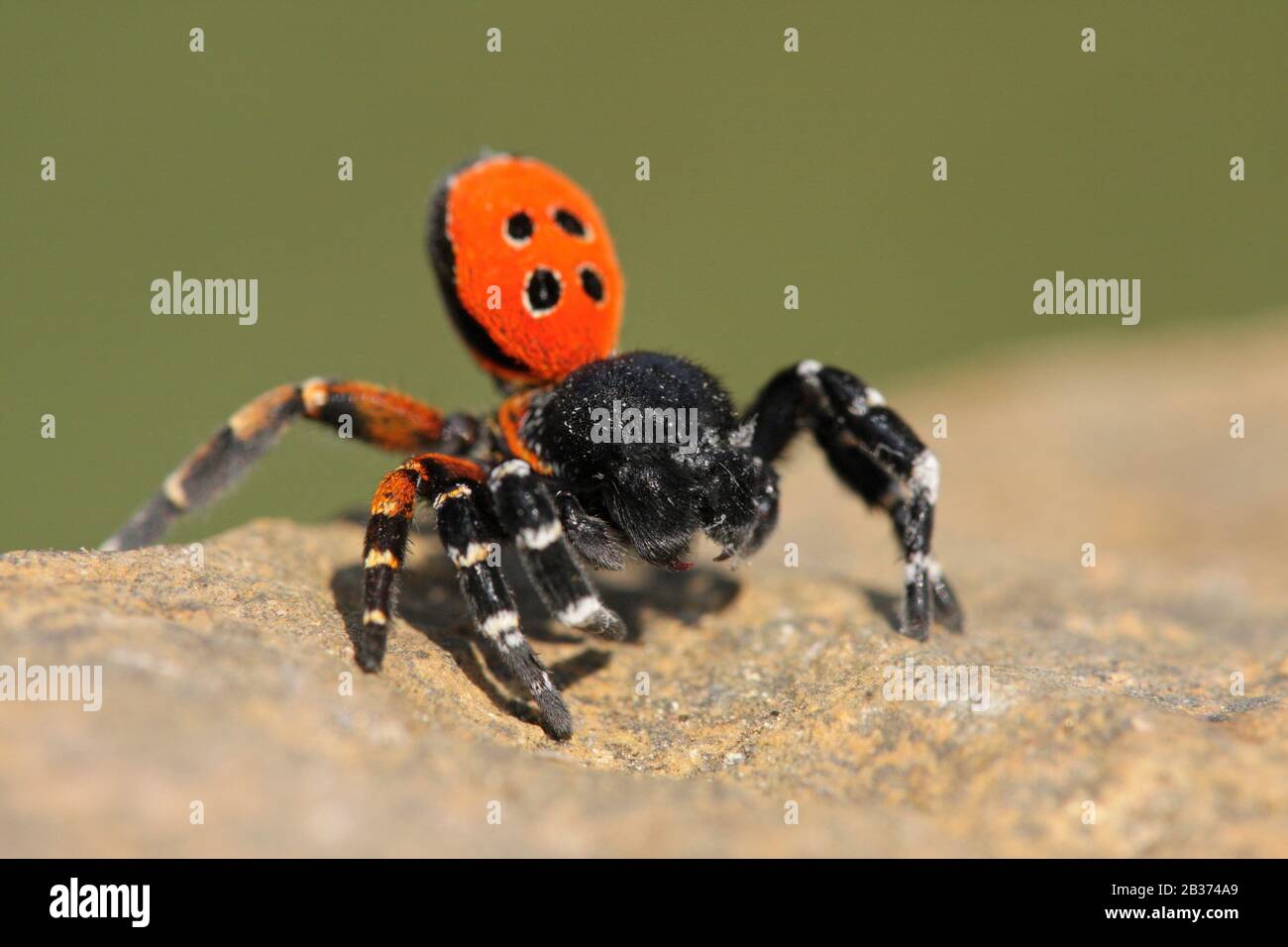 Laufspinne hi-res stock photography and images - Alamy