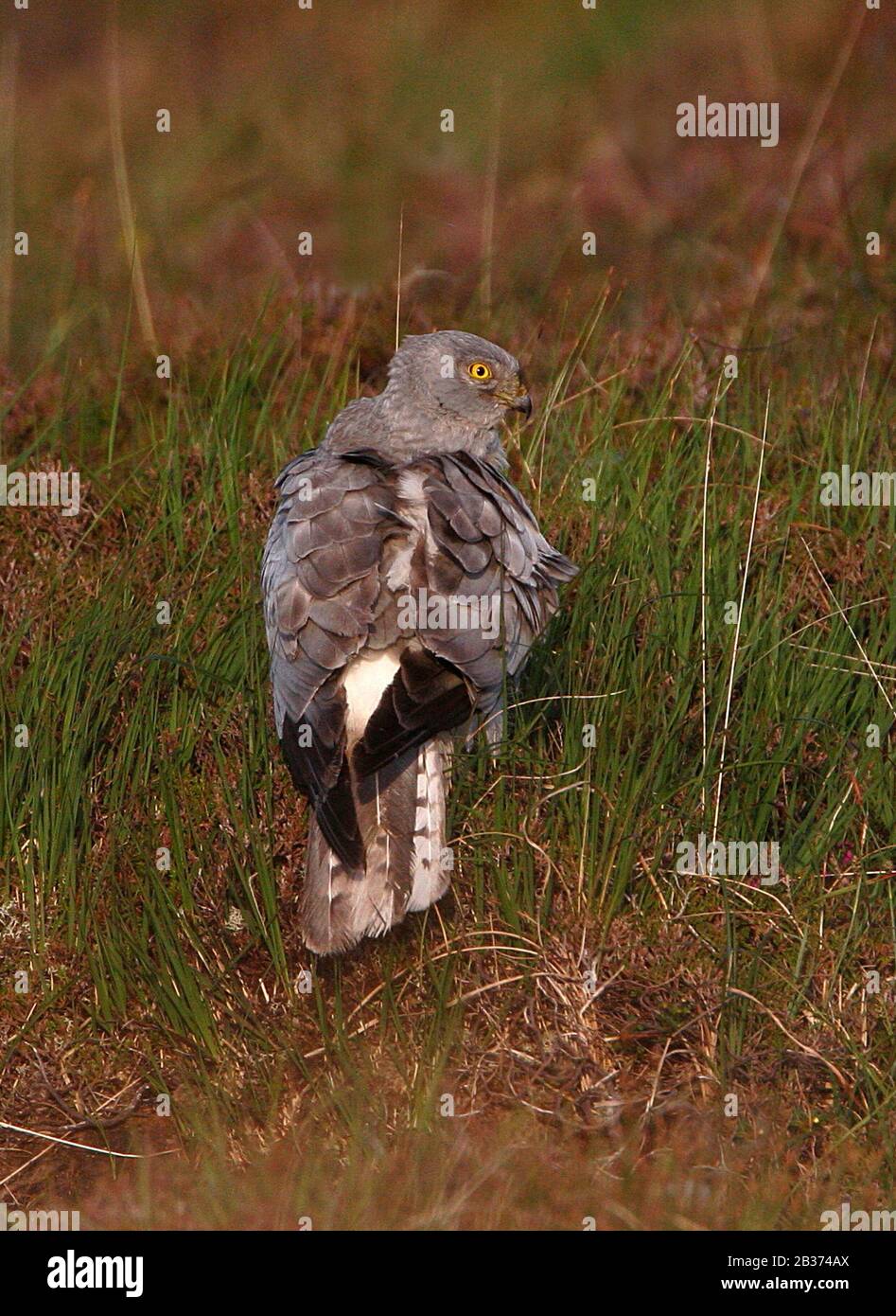 Hen harrier uk bird hi-res stock photography and images - Alamy