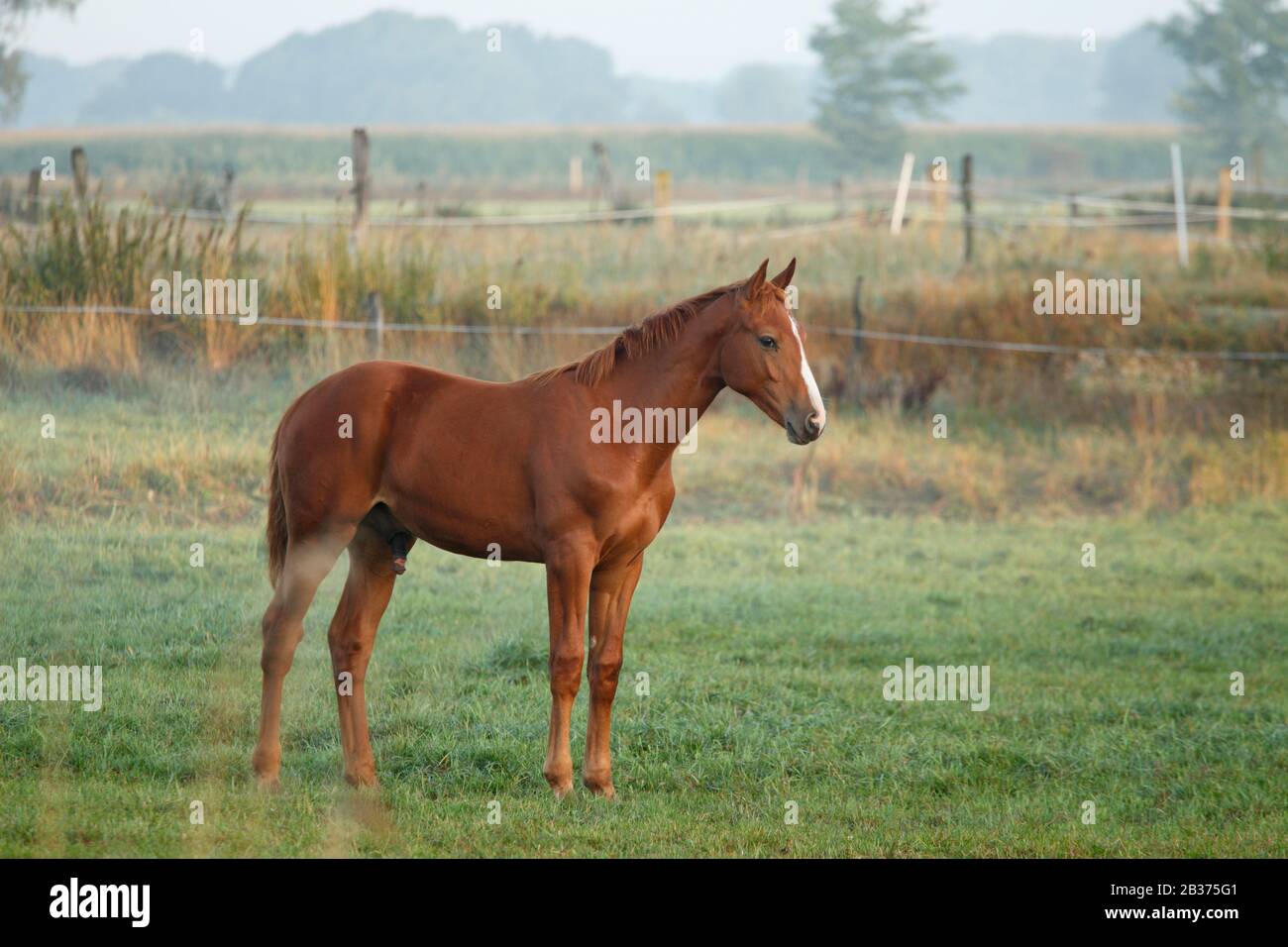 Pferde auf der Weide, Elbtalaue, Wendland Stock Photo