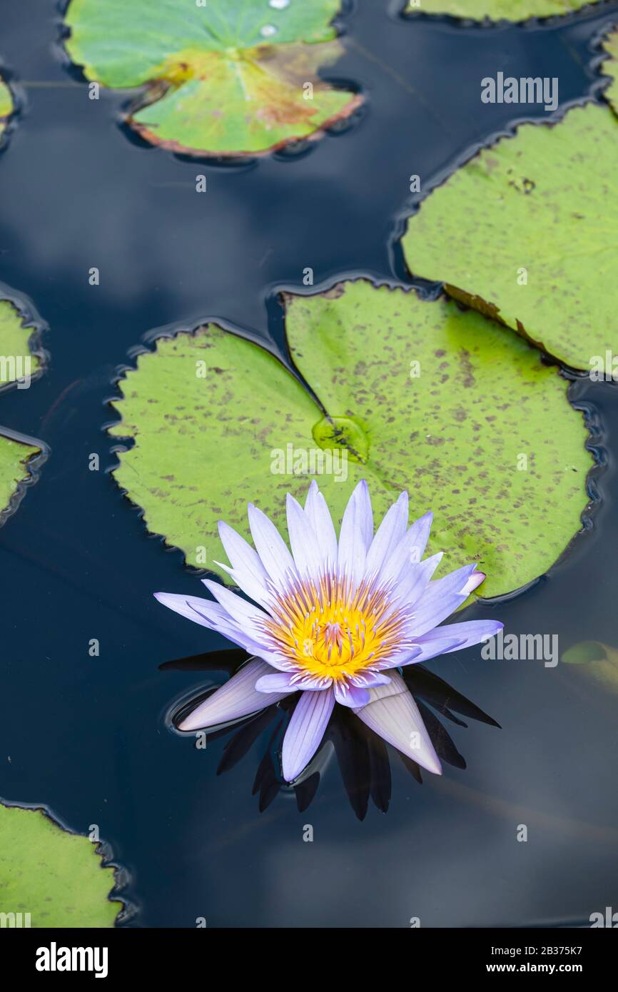 Mauritius, Pamplemousses district, Pamplemousses, Sir Seewoosagur Ramgoolam botanical garden Stock Photo