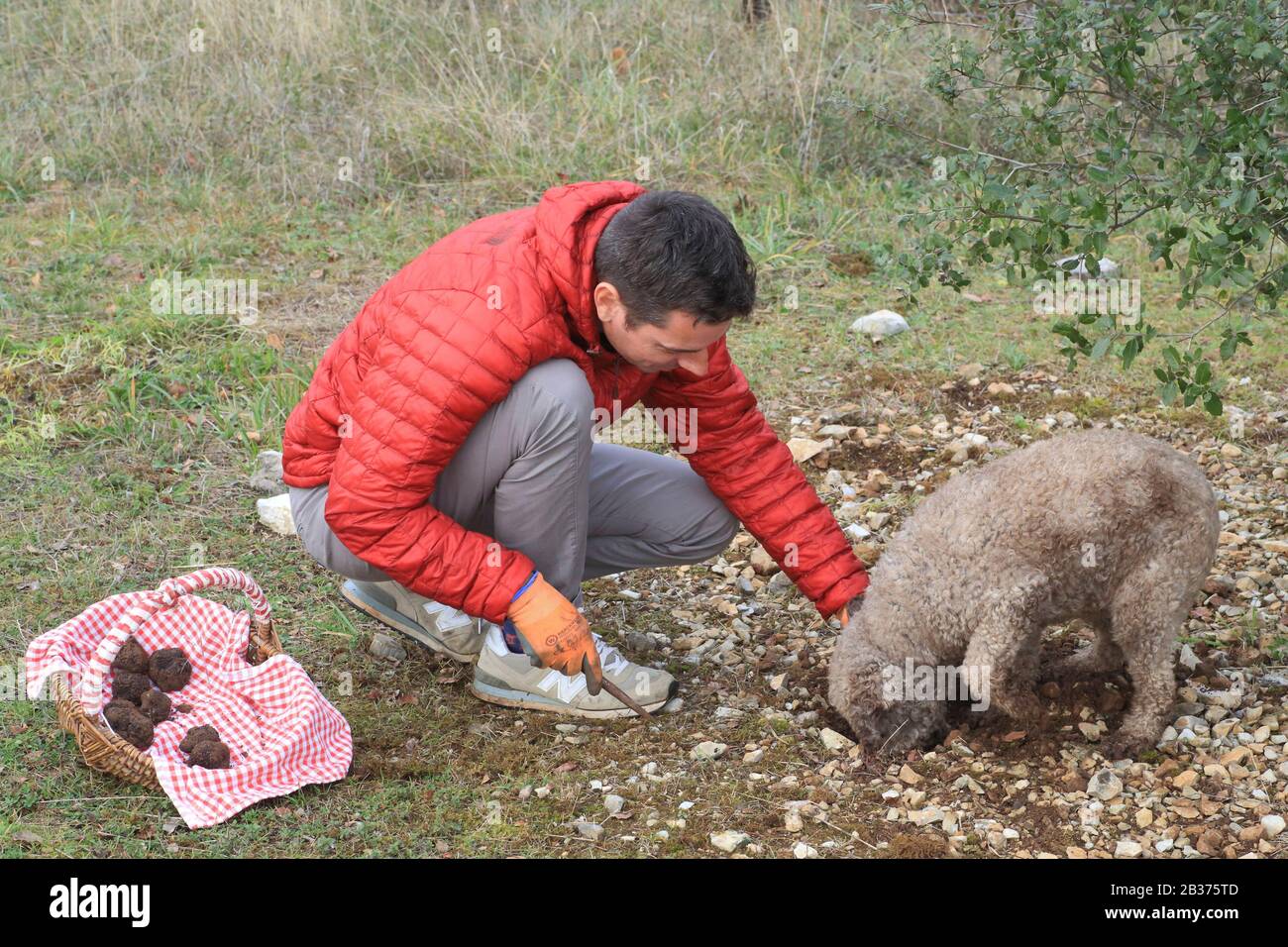 France, Correze, Causses, search for black truffles (cavage) of the