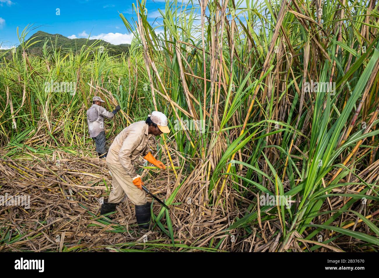 Mauritius, Pamplemousses district, sugar cane harvest Stock Photo Alamy