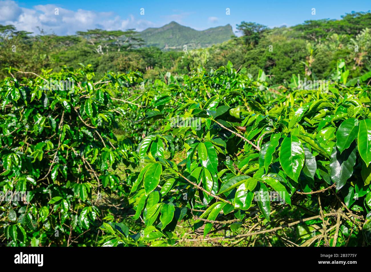 Mauritius, Riviere Noire district, Chamarel, coffee plantations Stock