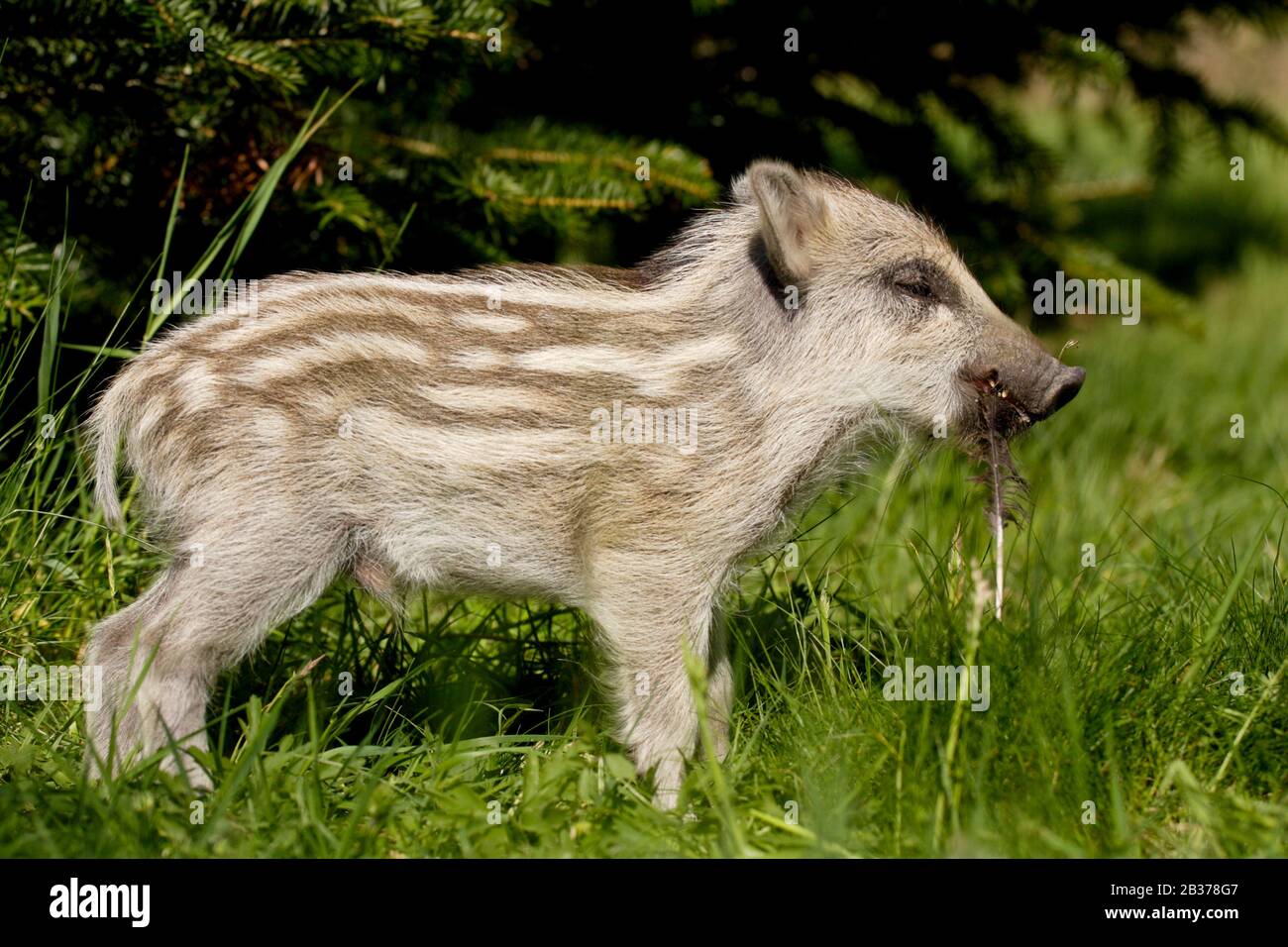 Wildschwein, Frischling, Sus scrofa Stock Photo
