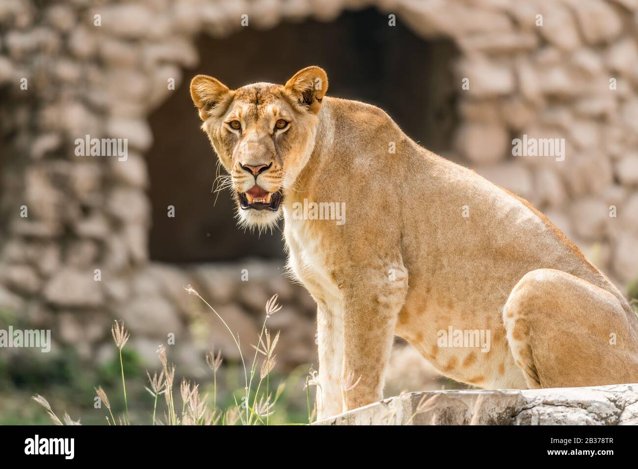 Lioness in a Zoo Stock Photo