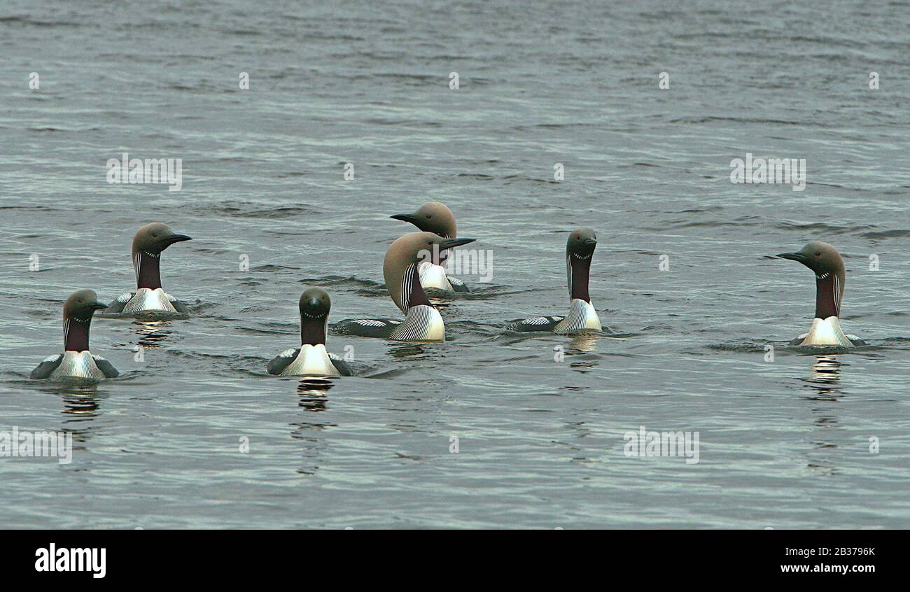 Black Throated Loon, Gavia arctica, Sweden, group together on water Stock Photo